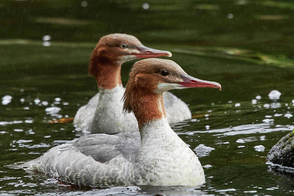Finland Art Print featuring the photograph Two of a kind. Common merganser by Jouko Lehto
