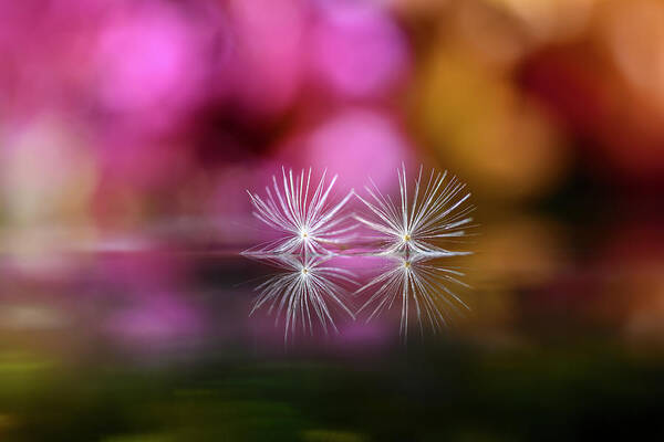 Dandelions Art Print featuring the photograph Two seeds in front of colorful flower by Dan Friend
