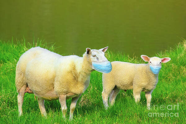 Sheeps Art Print featuring the photograph Two sheeps with face mask by Benny Marty