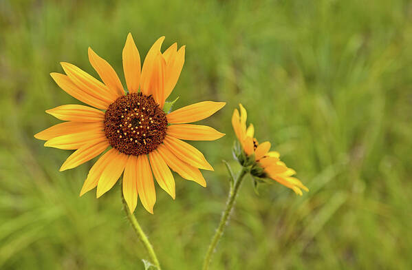 Sunflowers Art Print featuring the photograph Two Sunflowers by Bob Falcone