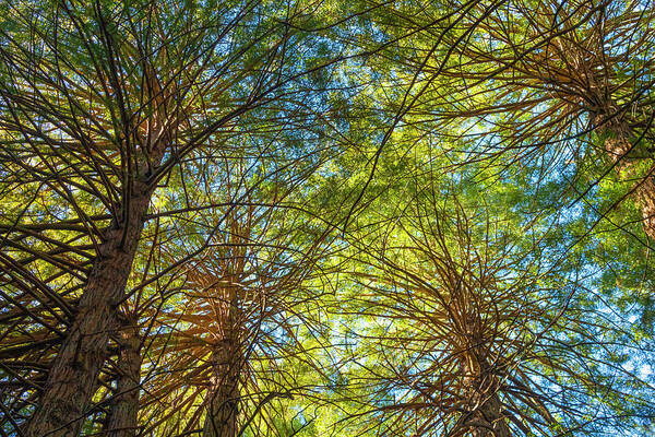 Trees Art Print featuring the photograph Under The Forest Canopy by Bonnie Follett