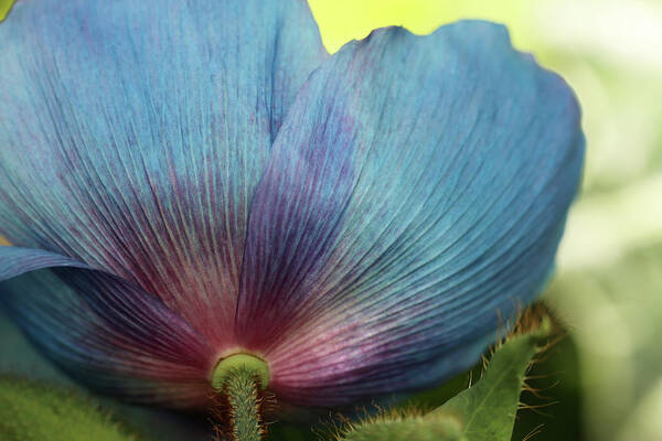 Himalayan Blue Poppy Art Print featuring the photograph Undercurrents by Laurie Lago Rispoli