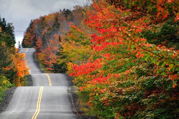 Take Me Home Country Roads Trees Fall Autumn Colours Colors Track Road Yellow Red Green Orange Blue Distance Fall Time October In Nova Scotia Art Print featuring the photograph Undulating Fall  by David Matthews