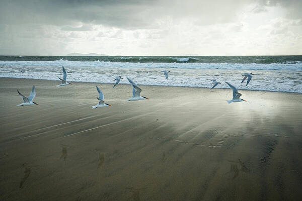 Beach Art Print featuring the photograph Uplift by Ryan Weddle