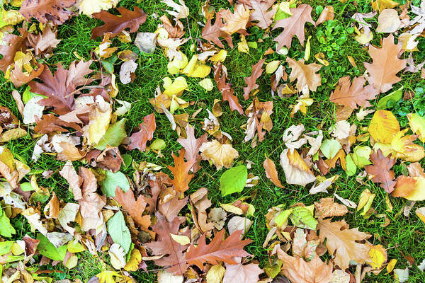 Autumn Art Print featuring the photograph Various leaves fallen on grass in autumn fall by Viktor Wallon-Hars