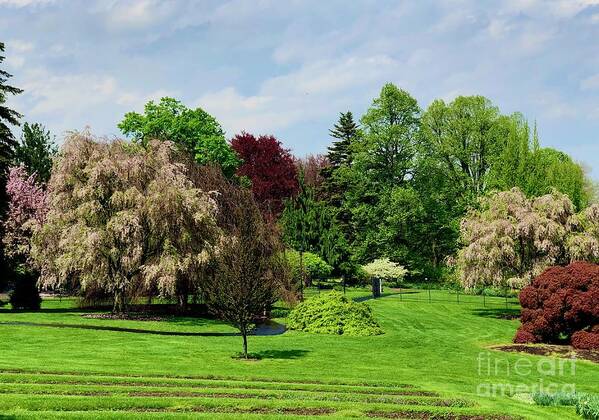 Trees Art Print featuring the photograph Verdant by Kate Conaboy