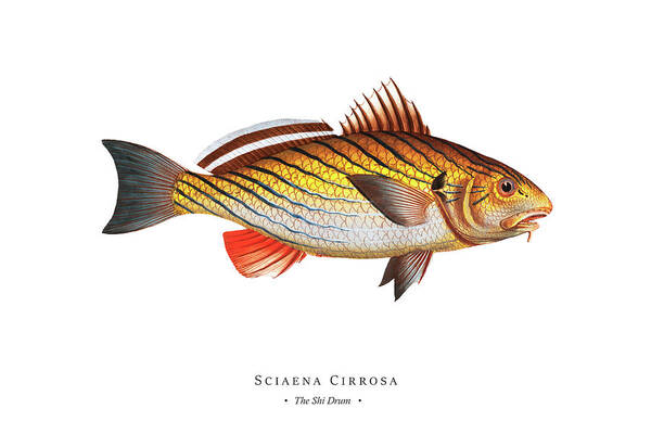 Illustration Art Print featuring the digital art Vintage Fish Illustration - Shi Drum by Studio Grafiikka
