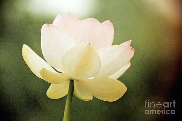 Lotus; Lotus Blossom; Water Lily; Water Lilies; Lily; Lilies; Flowers; Flower; Floral; Flora; White; White Water Lily; White Flowers; Green; Pink; Vintage; Simple; Decorative; Décor; Abstract; Close-up Art Print featuring the photograph Vintage Lotus by Tina Uihlein