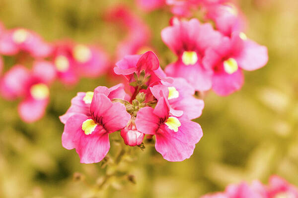 Pink Flowers Art Print featuring the photograph Vintage Nemesia Flowers by Tanya C Smith