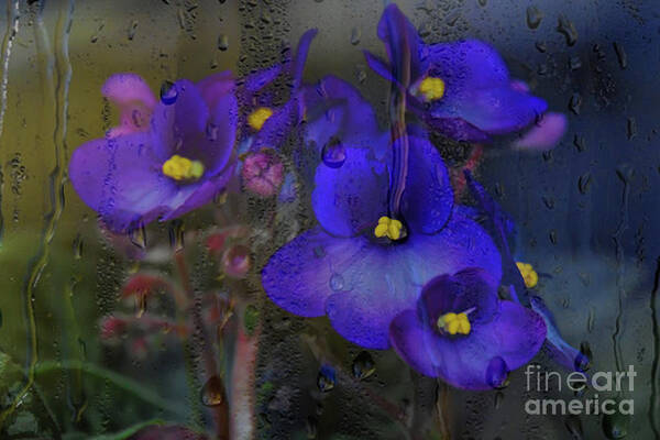 Digital Paintings Art Print featuring the photograph Violets In A Window by Diana Mary Sharpton