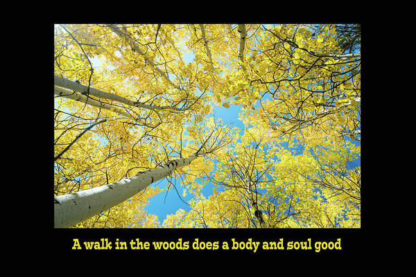 Walk Art Print featuring the photograph Walk in the Woods Does a Body Good by James BO Insogna
