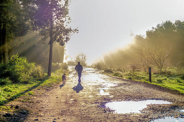 Walking Art Print featuring the photograph Walking into the morning mist by Dubi Roman