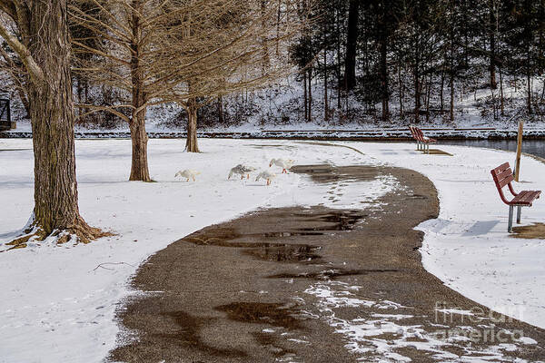 Snow Art Print featuring the photograph Wandering Geese by Jennifer White