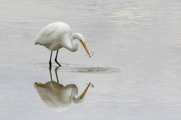 White Birds Art Print featuring the photograph Wanna Catch Some Lunch? by Linda Shannon Morgan