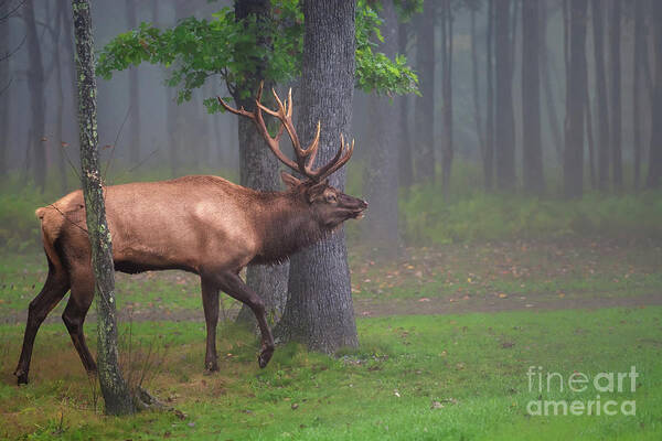 Elk Art Print featuring the photograph Wapiti Woods - Elk in the wilderness by Rehna George