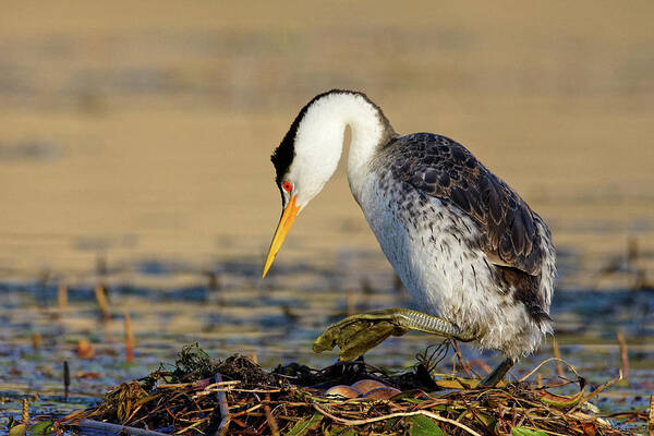 Watch Your Step Art Print featuring the photograph Watch Your Step -- Clark's Grebe Nest with Eggs at Santa Margarita Lake, California by Darin Volpe