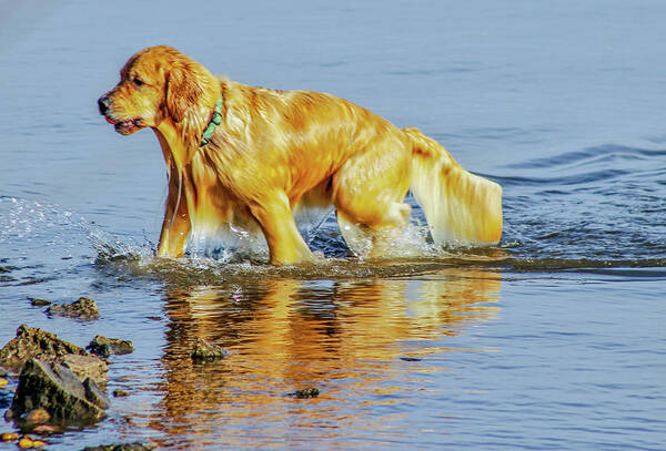 Dog Art Print featuring the photograph Water Dog by Addison Likins