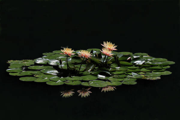 Water Lily Art Print featuring the photograph Water Lilies 8 by Richard Krebs