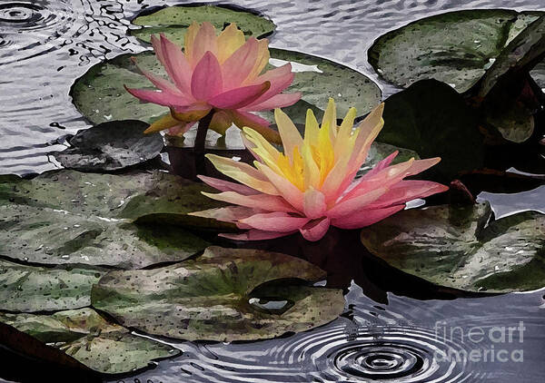 Flowers Art Print featuring the photograph Water Lily by Neala McCarten