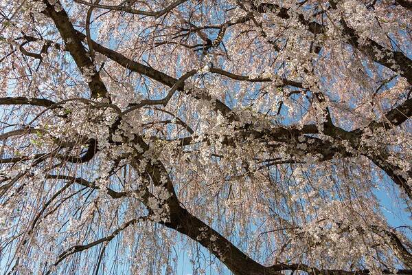 Cherry Art Print featuring the photograph Weeping Cherry in Spring by Liza Eckardt
