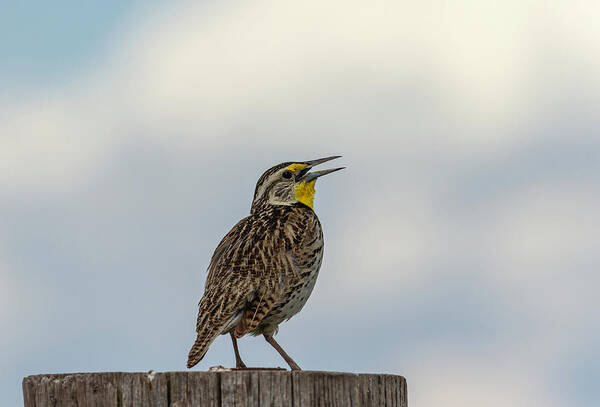 Western Meadowlark Art Print featuring the photograph Western Meadowlark 2014 by Thomas Young