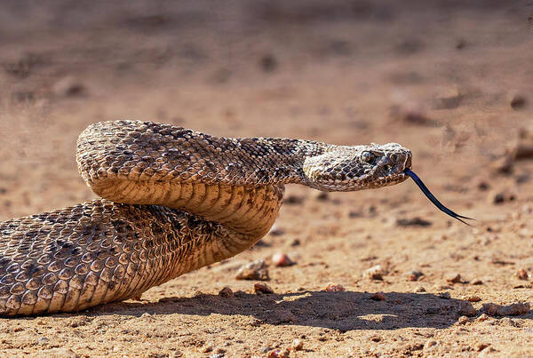Western Rattlesnake Art Print featuring the photograph Western Rattlesnake with Tongue Out by Lowell Monke