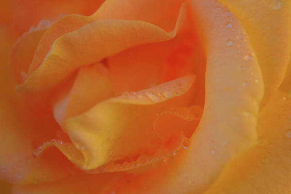 Rose Art Print featuring the photograph Wet Gold Peach Rose Petals Close Up by Gaby Ethington