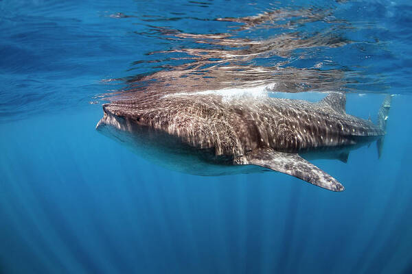 Holbox Art Print featuring the photograph whale shark - Rhincodon typus by Olivier Parent