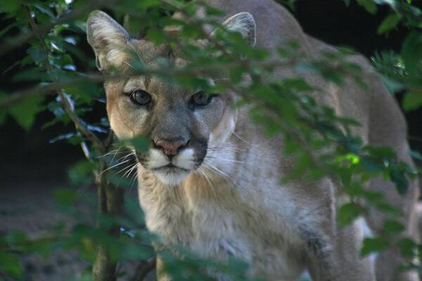 Cougar Art Print featuring the photograph What are you looking at? by Laurie Lago Rispoli