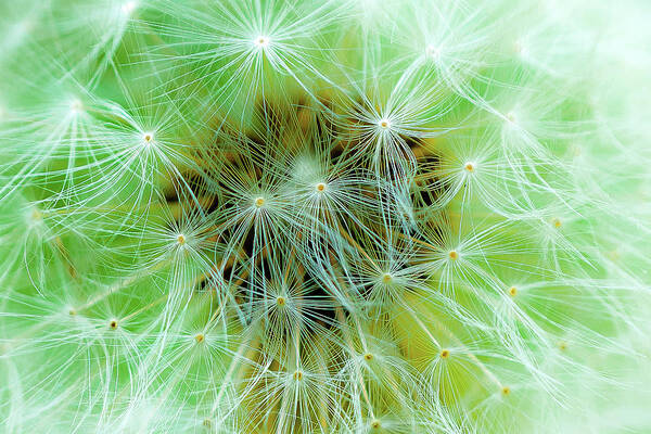 Center Art Print featuring the photograph Whisp of a Dandelion by Onyonet Photo Studios