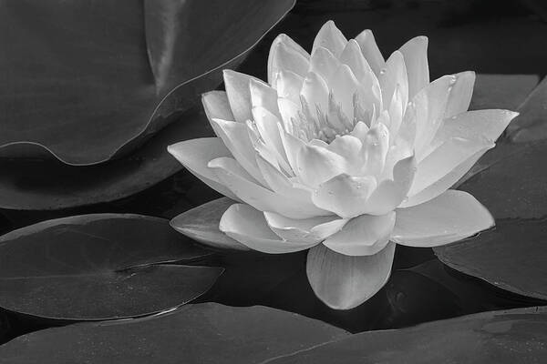 Waterlily Art Print featuring the photograph White and Gold Waterlily BW by Susan Candelario