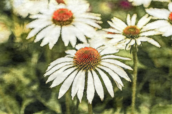 White Flowers Art Print featuring the photograph White Coneflowers by Tanya C Smith