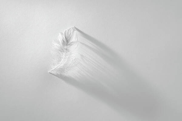 Feather Art Print featuring the photograph White Feather by Scott Norris