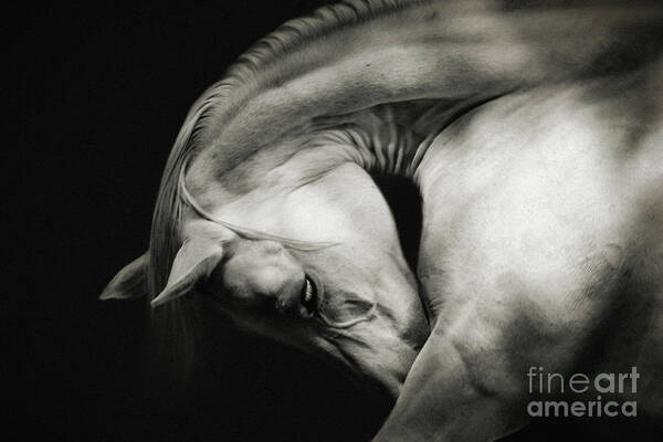 Horse Art Print featuring the photograph White Horse Sensual Portrait On Black Background by Dimitar Hristov