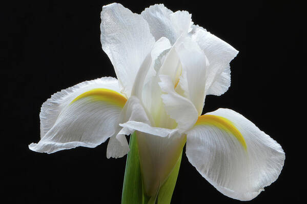  Iris Flowers Art Print featuring the photograph White Iris Flower by Terence Davis