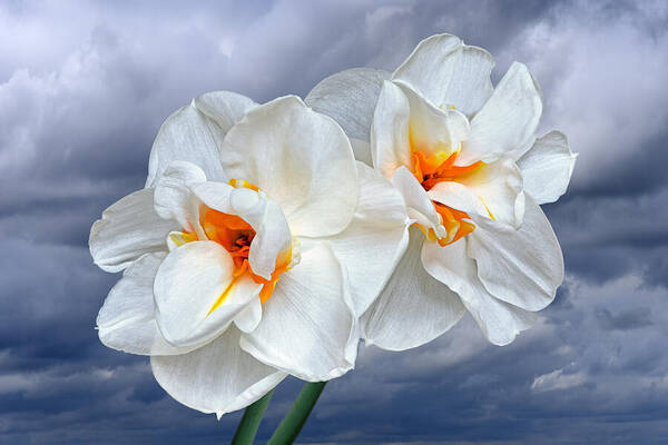 Daffodil Art Print featuring the photograph White Narcissus in Spring Storm by Gill Billington
