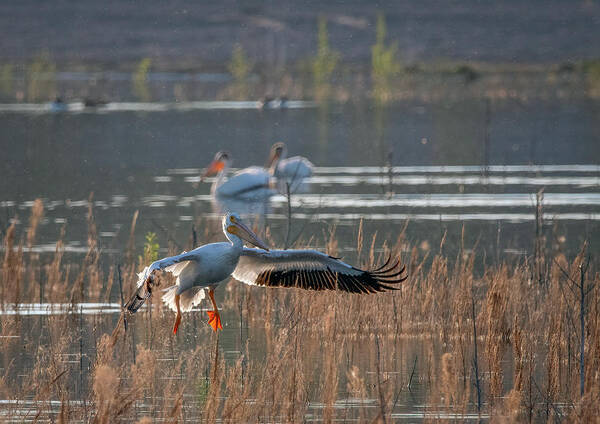 Lahontan Art Print featuring the photograph White Pelican Landing by Rick Mosher