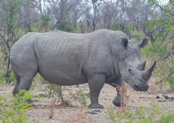 White Rhino Art Print featuring the photograph White Rhino South Africa by Heidi Fickinger