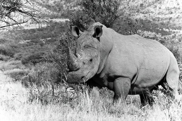 Keith Carey Art Print featuring the photograph White Rhinoceros by Keith Carey