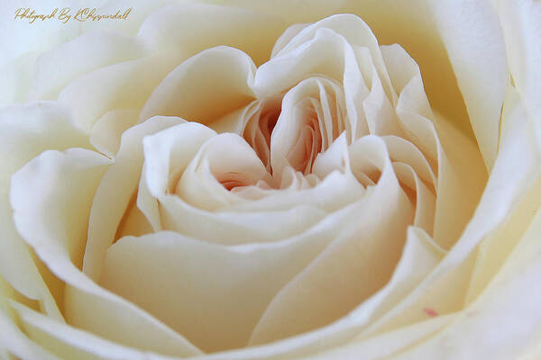 White Rose Art Print featuring the digital art White rose 59 by Kevin Chippindall