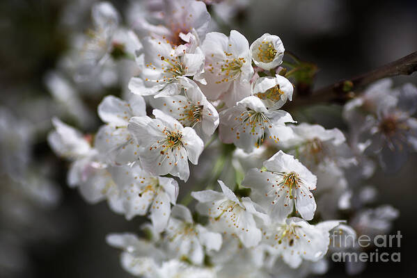  Bloom Art Print featuring the photograph White Spring Blossom by Joy Watson