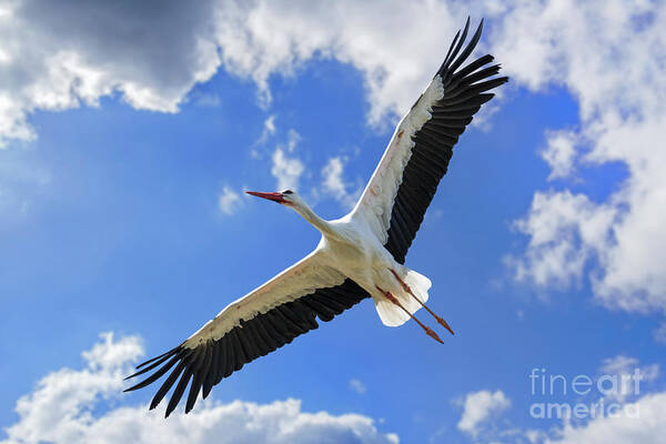 White Stork Art Print featuring the photograph White Stork Flying by Arterra Picture Library