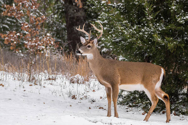White-tailed Deer Art Print featuring the photograph White-tailed Deer - 8904 by Jerry Owens