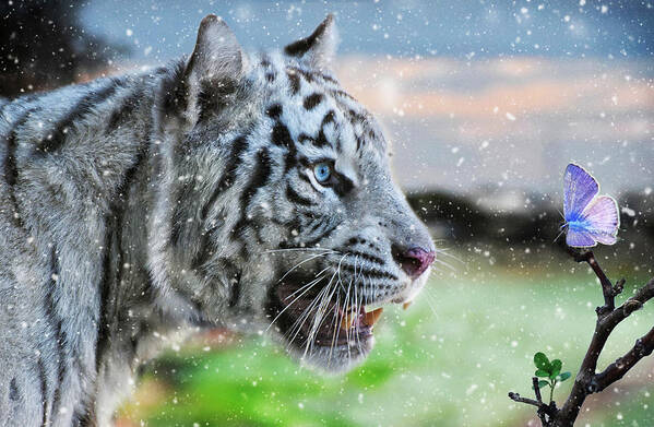 White Tiger Art Print featuring the photograph White tiger in snow curious for a butterfly - Wildlife photo by Stephan Grixti