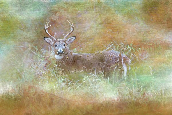 Whitetail Art Print featuring the photograph Whitetail Buck Painterly Autumn by Patti Deters
