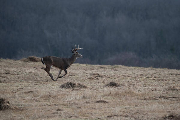 Whitetail Deer Art Print featuring the photograph Whitetail buck running in a field by Dan Friend