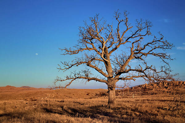 Wichita Mountains Wildlife Refuge Art Print featuring the photograph Wichita Light by Lana Trussell