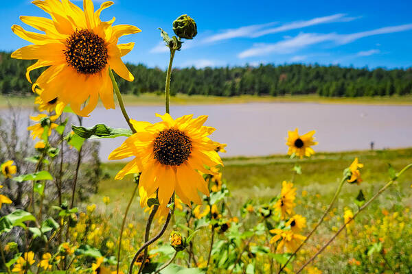 Lake Mary Art Print featuring the photograph Wild About Sunflowers at Lake Mary by Bonny Puckett