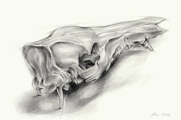 Wild Boar Art Print featuring the drawing Wild boar skull and metamorphosis of life 1 by Adriana Mueller