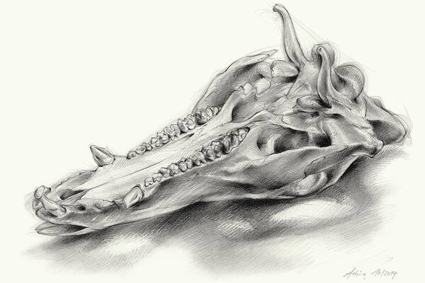 Wild Boar Art Print featuring the drawing Wild boar skull and metamorphosis of life 2 by Adriana Mueller